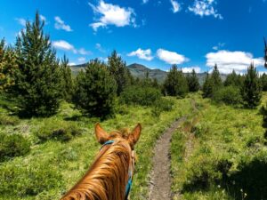 Horseback riding with a view of Cerro Lopez - Adventure among the forests and viewpoints of the Circuito Chico.