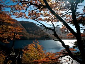 Paseo a Puerto Blest y Lago Frías con traslado - Imagen 4
