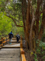 Navegación por Nahuel Huapi: Isla Victoria y Bosque de Arrayanes sin transporte - Imagen 4
