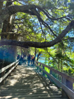 Puerto Blest con Cascada “Los Cantaros” + Lago Frias sin Traslado - Imagen 4